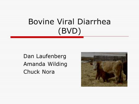 Bovine Viral Diarrhea (BVD) Dan Laufenberg Amanda Wilding Chuck Nora.