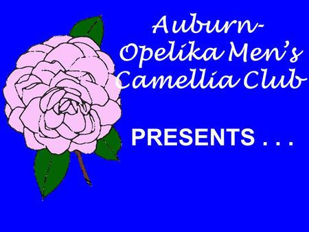 Auburn- Opelika Men’s Camellia Club PRESENTS.... The Camellia Alabama’s State Flower.