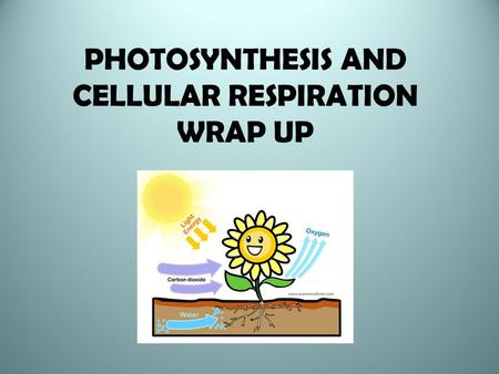 PHOTOSYNTHESIS AND CELLULAR RESPIRATION WRAP UP