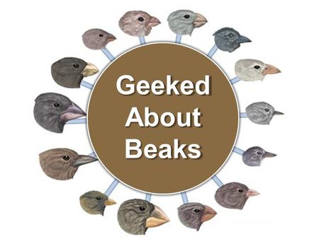 Geeked About Beaks. Beak adaptations to food sources.