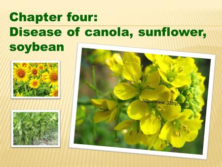 Chapter four: Disease of canola, sunflower, soybean.