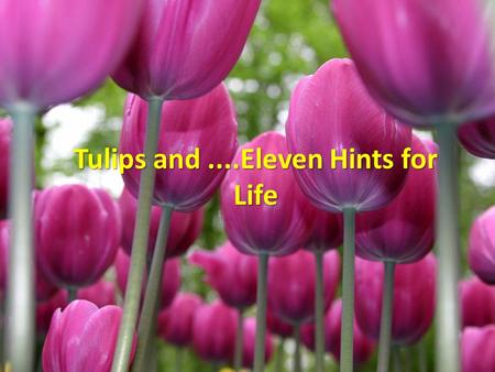 Tulips and ....Eleven Hints for Life