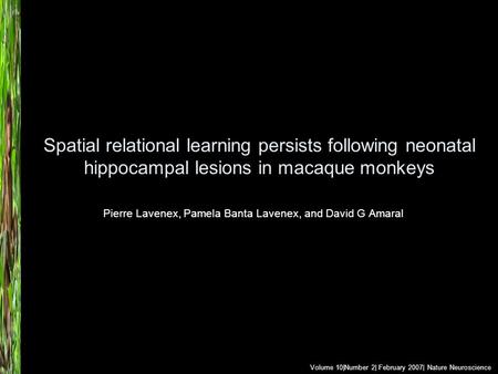 Spatial relational learning persists following neonatal hippocampal lesions in macaque monkeys Pierre Lavenex, Pamela Banta Lavenex, and David G Amaral.