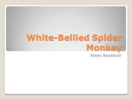 White-Bellied Spider Monkey Ateles Belzebuth. Common Name- White Bellied Spider monkey Scientific Name- Ateles Belzebuth Location- Northeastern portion.