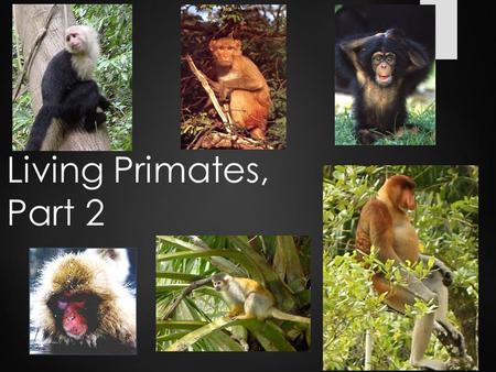Living Primates, Part 2. Non-Human Primate Social Groups  Noyau – considered to be the most _______________________________  Solitary lifestyle, besides.