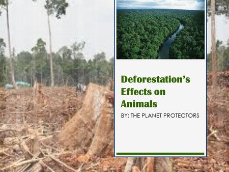 Deforestation’s Effects on Animals BY: THE PLANET PROTECTORS.