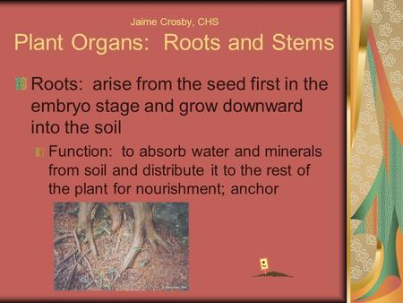Jaime Crosby, CHS Plant Organs: Roots and Stems Roots: arise from the seed first in the embryo stage and grow downward into the soil Function: to absorb.