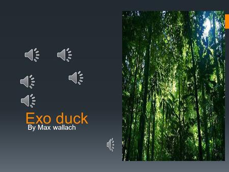Exo duck By Max wallach Planet rainforest  ?1  The.