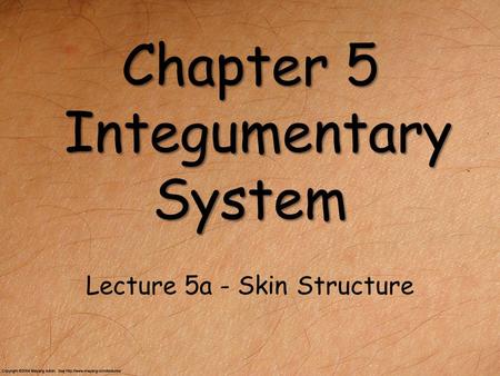 Chapter 5 Integumentary System