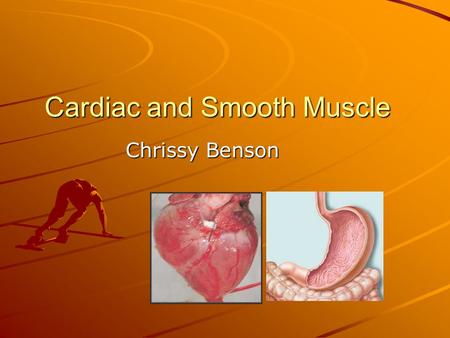 Cardiac and Smooth Muscle Chrissy Benson. Cardiac Muscle cardiocytes=cardiac muscle cells 10-20µm in diameter; 50-100µm in length Single nucleus Myofibrils.