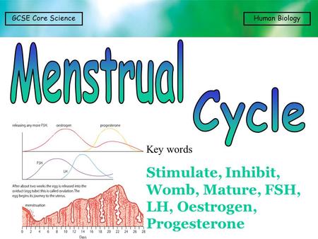 Menstrual Cycle Key words