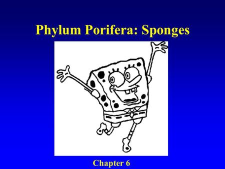 Phylum Porifera: Sponges