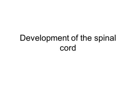 Development of the spinal cord