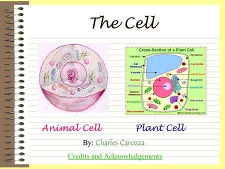 The Cell Animal CellPlant Cell By: Charles Carozza Credits and Acknowledgements.