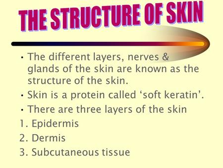 The different layers, nerves & glands of the skin are known as the structure of the skin. Skin is a protein called ‘soft keratin’. There are three layers.