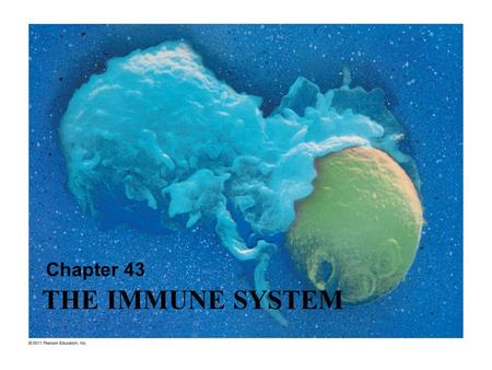 Chapter 43 THE IMMUNE SYSTEM.