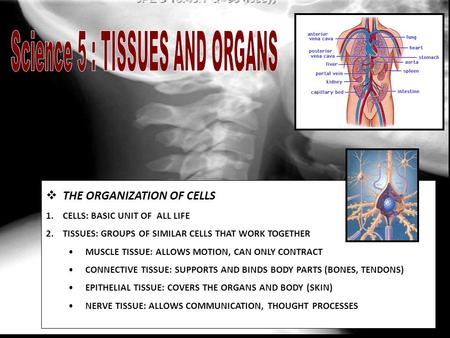  THE ORGANIZATION OF CELLS 1.CELLS: BASIC UNIT OF ALL LIFE 2.TISSUES: GROUPS OF SIMILAR CELLS THAT WORK TOGETHER MUSCLE TISSUE: ALLOWS MOTION, CAN ONLY.