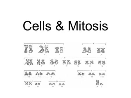 Cells & Mitosis This is a typical plant cell. Chloroplasts contain the green chemical chlorophyll which is used in photosynthesis.