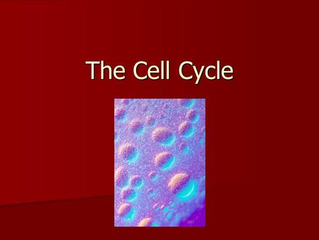 The Cell Cycle. Cell Cycle Humans go through stages of life. Humans go through stages of life. Cells go through stages too. Cells go through stages too.