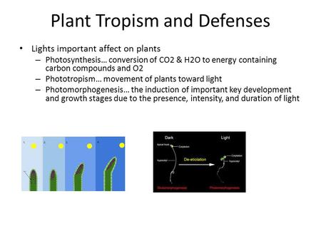 Plant Tropism and Defenses Lights important affect on plants – Photosynthesis… conversion of CO2 & H2O to energy containing carbon compounds and O2 – Phototropism…