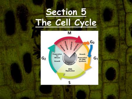 Section 5 The Cell Cycle. The Cell Cycle Humans go through stages of life. Babies, children, teenagers, and adults are all at different stages. Cells.