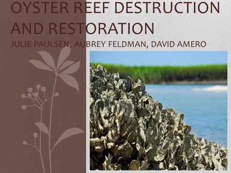 OYSTER REEF DESTRUCTION AND RESTORATION JULIE PAULSEN, AUBREY FELDMAN, DAVID AMERO.