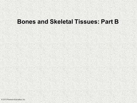 Bones and Skeletal Tissues: Part B © 2013 Pearson Education, Inc.