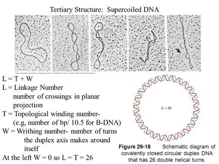 Tertiary Structure: Supercoiled DNA Figure 29-18Schematic diagram of covalently closed circular duplex DNA that has 26 double helical turns. L = T + W.