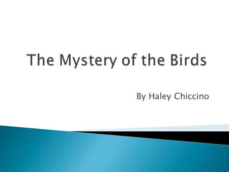 The Mystery of the Birds