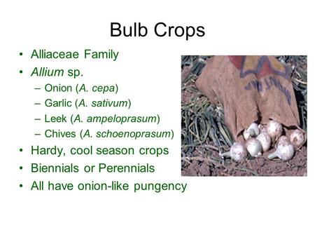 Bulb Crops Alliaceae Family Allium sp. Hardy, cool season crops