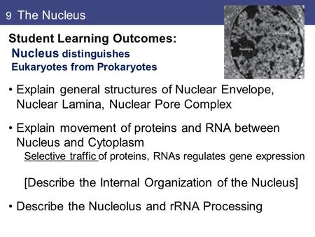 9 The Nucleus Student Learning Outcomes: Nucleus distinguishes Eukaryotes from Prokaryotes Explain general structures of Nuclear Envelope, Nuclear Lamina,