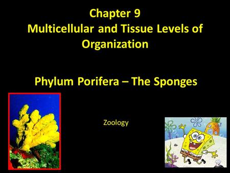 Chapter 9 Multicellular and Tissue Levels of Organization