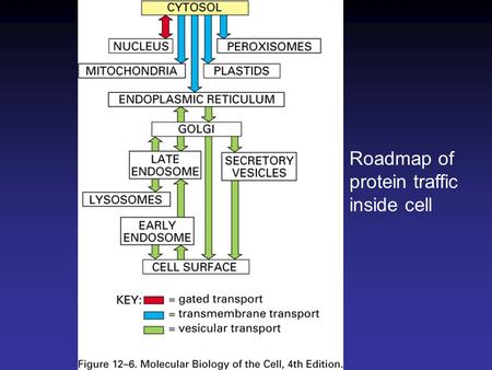 Roadmap of protein traffic inside cell.