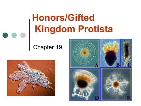 Honors/Gifted Kingdom Protista Chapter 19. What is a Protist? Classified in Kingdom Protista “Protista” means “very first” Loosely related group of micro.
