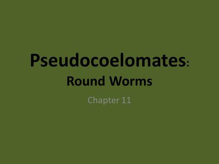 Pseudocoelomates : Round Worms Chapter 11. Round Worms 2 Main Phlya – Nematoda “thread worm” ex: hookworms, pin worms, ascaris, filarial worms – Rotifera.