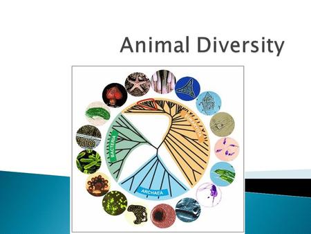 Animal Diversity Red circle denotes animals.