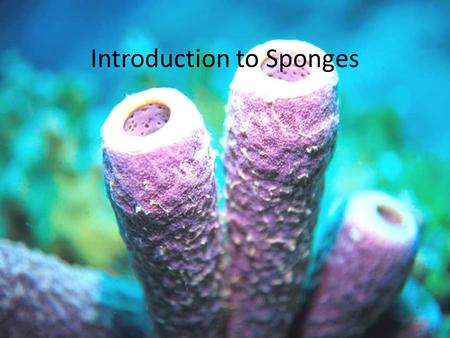 Introduction to Sponges. Porifera – “Pore-bearing” – Over 4,000 species – Mostly marine.