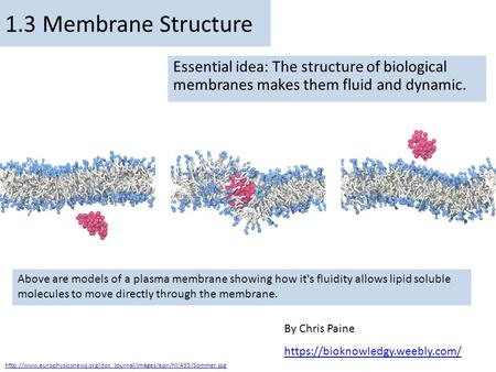 1.3 Membrane Structure Essential idea: The structure of biological membranes makes them fluid and dynamic. Above are models of a plasma membrane showing.