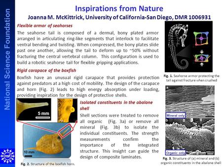 National Science Foundation Inspirations from Nature Joanna M. McKittrick, University of California-San Diego, DMR 1006931 Flexible armor of seahorses.