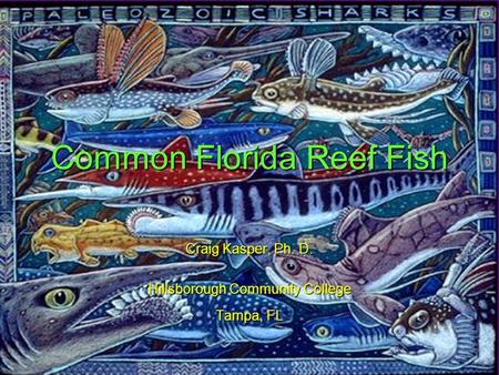 Common Florida Reef Fish Craig Kasper, Ph. D. Hillsborough Community College Tampa, FL.