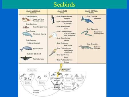 Seabirds. A.Diversity: 2.Diet Small zooplankton – Prions Fishes – Penguins Squids – Petrels Benthic invertebrates – Razorbill Other birds – Petrels Resource.