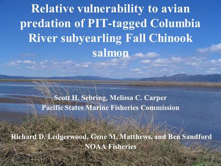 Relative vulnerability to avian predation of PIT-tagged Columbia River subyearling Fall Chinook salmon Scott H. Sebring, Melissa C. Carper Pacific States.