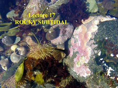 Lecture 17 ROCKY SUBTIDAL. Substrate Types CobbleWalls Horizontal bedrock Sandy.