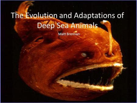 The Evolution and Adaptations of Deep Sea Animals Matt Brennan.