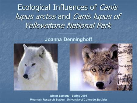 Ecological Influences of Canis lupus arctos and Canis lupus of Yellowstone National Park Joanna Denninghoff Winter Ecology – Spring 2005 Mountain Research.