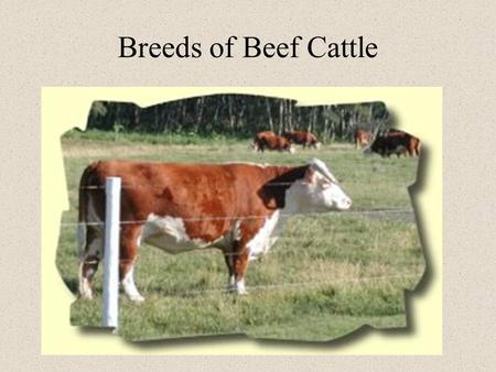 Breeds of Beef Cattle. Terms Breed - group of animals related by decent from common ancestors, with similar characteristics Bull - a male Cow - a female.