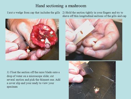 Hand sectioning a mushroom 1)cut a wedge from cap that includes the gills2) Hold the section tightly in your fingers and try to shave off thin longitudinal.