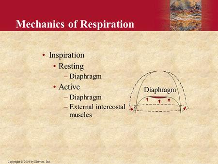 Copyright © 2006 by Elsevier, Inc. Mechanics of Respiration Inspiration Resting –Diaphragm Active –Diaphragm –External intercostal muscles Diaphragm.