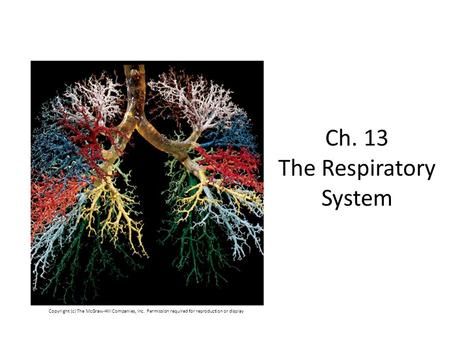 Ch. 13 The Respiratory System
