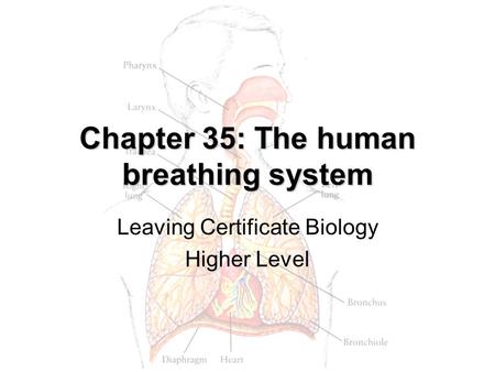 Chapter 35: The human breathing system
